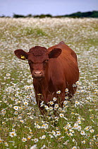 Redpoll cattle in  meadow of flowers, Norfolk, UK