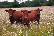 Redpoll cattle in flowery meadow, Norfolk, UK