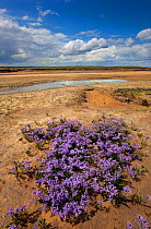 Sea lavender (Limonium vulgare) Wareham Marshes, Norfolk, UK July