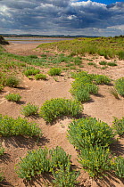 Sea spurge (Euphorbia paralias) growing in coastal dunes, Norfolk, UK August