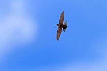 Common swift (Apus apus) in flight, Norfolk, UK July