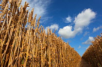 Ripe Wheat crop and tramline at harvest, Norfolk, UK August