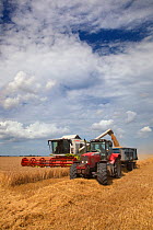 Wheat being harvested at Walsingham, Norfolk , UK August