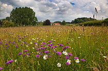 Wild flowers in traditional  hay meadow, Wensum Valley, Norfolk, UK July