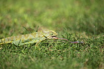 Arabian chameleon (Chamaeleo arabicus) tongue extended hunting insect, Oman, November