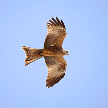 Black kite (Milvus migrans) in flight, Oman, March