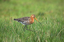 Black tailed Godwit (Limosa limosa) walking in grass, Denmark, May