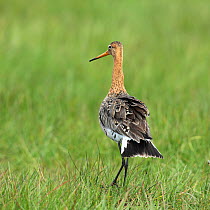Black tailed Godwit (Limosa limosa) in tail display, Denmark, May