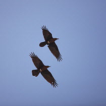 Brown-necked raven (Corvus ruficollis) two in flight, Oman, March