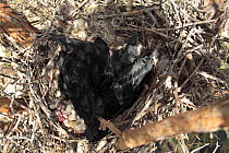 Brown-necked raven (Corvus ruficollis) chicks in nest, Oman, March