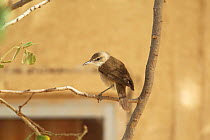 Clamorous reed warbler (Acrocephalus stentoreus) perched, Oman, March