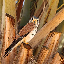 Kestrel (Falco tinnunculus) male perched in Date Palm, Oman, March