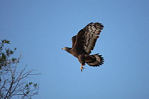Oriental / Crested honey buzzard (Pernis ptilorhynchus) adult in flight, about to land, Oman, January