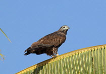 Oriental / Crested honey buzzard (Pernis ptilorhynchus) perched in Coconut Palm, Oman, January