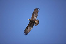 Imperial eagle (Aquila heliaca) adult in flight, Oman, January