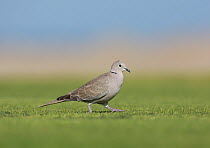 Collared dove (Streptopelia decaocto) on golf lawn, Oman, December