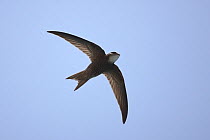 Forbes watson's swift (Apus berliozi) in flight, Oman, May
