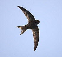 Forbes watson's swift (Apus berliozi) preening, in flight, Oman, May