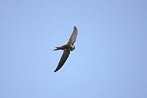 Forbes watson's swift (Apus berliozi) in flight, Oman, May