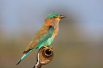 Indian roller (Coracias benghalensis) perched on irrigation pipe, Oman, December
