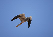 Montagu's harrier (Circus pygargus) male in flight, Oman, September