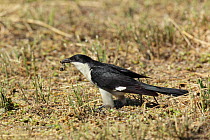 Pied cuckoo (Oxylophus jacobinus) adult with food, Oman, November
