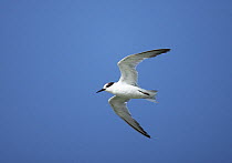 Black shafted tern (Sternula saundersi) in flight, Oman, February