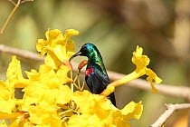 Shining sunbird (Nectarinia habessinica) male feeding on nectar, Oman, March