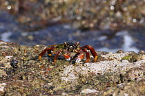 Shore crab (Grapsus albolinatus) feeding, Oman, February