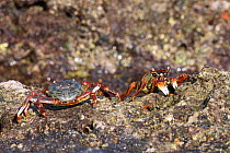 Shore crab (Grapsus albolinatus) two on rock, Oman, February