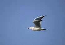 Slender billed gull (Chroicocephalus genei) in flight, Oman, February