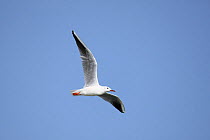 Slender billed gull (Chroicocephalus genei) in flight, Oman, February