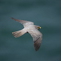 Sooty falcon (Falco concolor) in flight, Oman, August