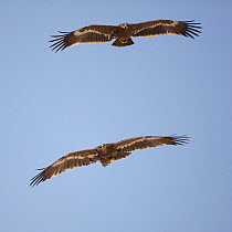 Steppe eagle (Aquila nipalensis) two eyeing each other in flight, Oman, November