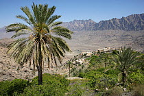 Wukan, Date Palm and mountain village, Ghubrah Bowl, Jebel Al Akhdar, Oman, March