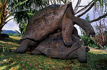 Aldabra giant tortoise (Geochelone gigantea) pair mating, Curieuse Marine National Park, Seychelles, Indian Ocean