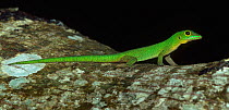 Day gecko (Phelsuma genus) at night, Pralin Island, Seychelles, Indian Ocean