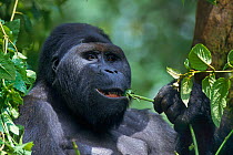 Mountain gorilla (Gorilla beringei beringei) dominant silverback male eating leaves, Virunga National Park, Democratic Republic of Congo