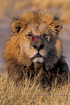 African lion (Panthera leo) old male with battle wounds, Sergenti National Park, Tanzania, East Africa