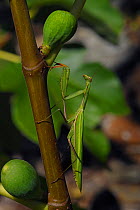 European praying mantis (Mantis religiosa) in fig tree, West France