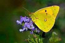 Clouded yellow butterfly (Colias crocea) feeding at flower, Vendee, West France