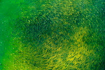 Looking down on shoal of small freshwater fish, in river Loire, France
