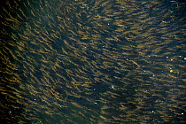 Looking down on shoal of small freshwater fish, River Loire, France