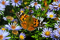 Painted lady butterfly (Vanessa cardui) on Aster flowers, Vendee, West France