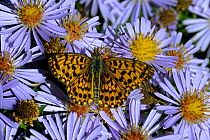 Pearl bordered fritillary butterfly (Boloria euphrosyne) on Aster flowers, Vendee, West France