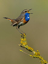 Bluethroat (Luscinia svecica) singing on a branch, Vendee, West France, May