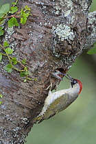 Green woodpecker (Picus viridis) parent feeding chicks at nest in tree, West France, June