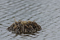 Black winged stilt (Himantopus himantopus) nest and eggs raised above water, Breton Marsh, West France, June