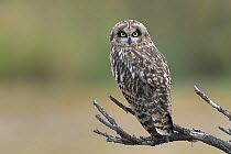 Short eared owl (Asio flammeus) Breton Marsh, West France, June