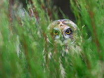 Short eared owl (Asio flammeus) amongst vegetation, Breton Marsh, West France, June
